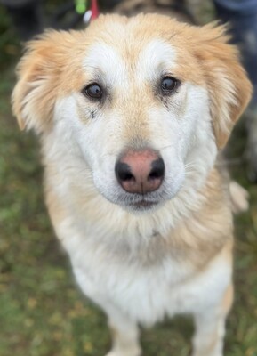 VALTER - freundlicher Junghund sucht...