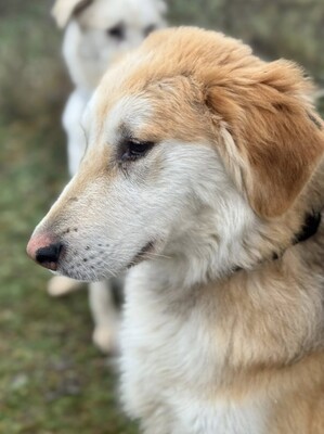 VALTER - freundlicher Junghund sucht..., Mischling - Rüde