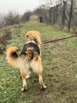 VALTER - freundlicher Junghund sucht..., Mischling - Rüde