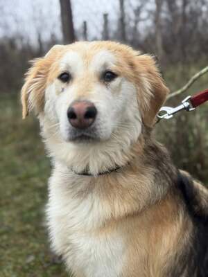 VALTER - freundlicher Junghund sucht..., Mischling - Rüde