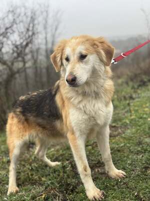 VALTER - freundlicher Junghund sucht..., Schäfermischling - Rüde