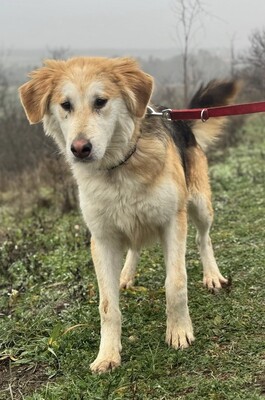 VALTER - freundlicher Junghund sucht..., Schäfermischling - Rüde