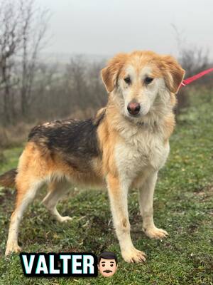 VALTER - voller Lebensfreude sucht einen Partner fürs Leben, Mischling - Rüde