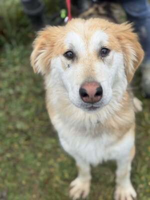 VALTER - voller Lebensfreude sucht einen Partner fürs Leben, Mischling - Rüde