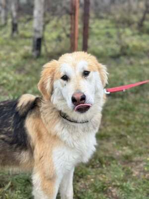 VALTER - voller Lebensfreude sucht einen Partner fürs Leben, Mischling - Rüde