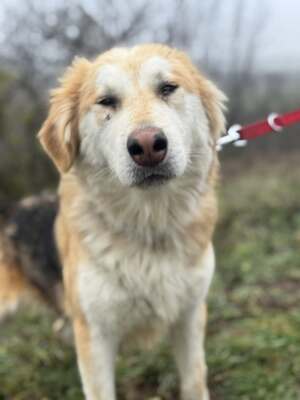 VALTER - voller Lebensfreude sucht einen Partner fürs Leben, Mischling - Rüde