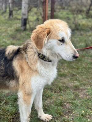 VALTER - voller Lebensfreude sucht einen Partner fürs Leben, Mischling - Rüde