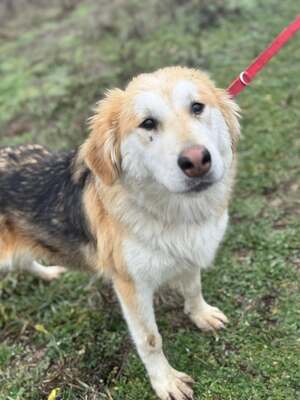 VALTER - voller Lebensfreude sucht einen Partner fürs Leben, Mischling - Rüde