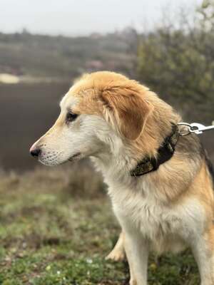 VALTER - voller Lebensfreude sucht einen Partner fürs Leben, Mischling - Rüde