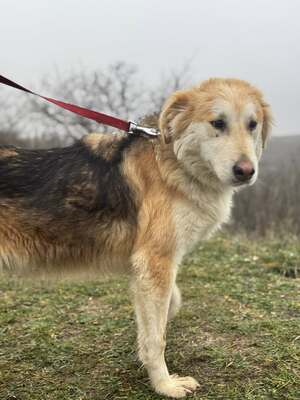 VALTER - voller Lebensfreude sucht einen Partner fürs Leben, Mischling - Rüde