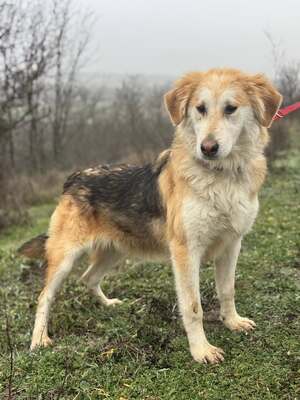 VALTER - voller Lebensfreude sucht einen Partner fürs Leben, Mischling - Rüde