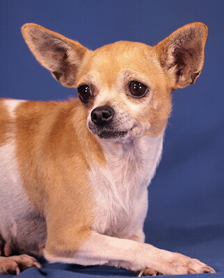 VANDA - R E S E R V I E R T !!!!! sanft, lieb, verschmust, anhänglich; zunächst sehr ängstlich, Chihuahua - Hündin