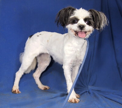 VANILLA - anhänglich, verschmust, gelehrig, aufgeweckt; zunächst sehr ängstlich, könnte anfangs schnappen, wenn sie keinen Ausweg sieht, Boston Terrier Mischling - Hündin