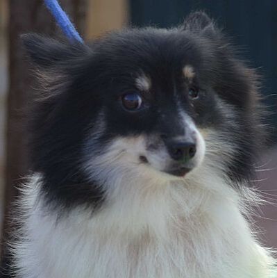 VENUS - Linares - NOTFALL!!!, Mittelspitz - kastriert - Hündin