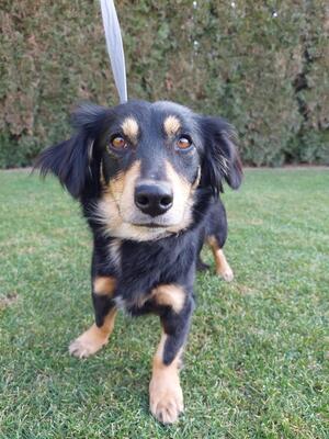 VERONIKA Pepper, Langhaardackelmix - Hündin