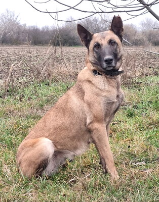 VESPA - R E S E R V I E R T !!!!! menschenorientiert, treu, bewegungsfreudig, sehr intelligent, aufmerksam, lernwillig, als Zweithund zu  einem Rüden