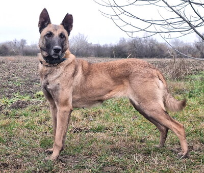 VESPA - R E S E R V I E R T !!!!! menschenorientiert, treu, bewegungsfreudig, sehr intelligent, aufmerksam, lernwillig, als Zweithund zu einem Rüden, Malinois - Hündin