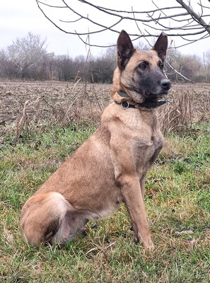 VESPA - R E S E R V I E R T !!!!! menschenorientiert, treu, bewegungsfreudig, sehr intelligent, aufmerksam, lernwillig, als Zweithund zu einem Rüden, Malinois - Hündin