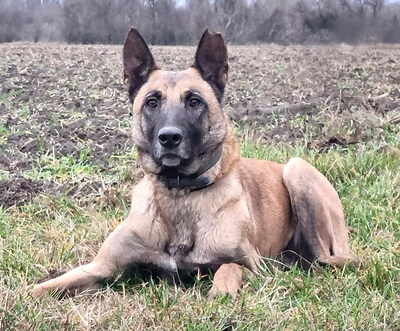 VESPA - menschenorientiert, treu, bewegungsfreudig, sehr intelligent, aufmerksam, lernwillig, als Zweithund zu einem Rüden, Malinois - Hündin