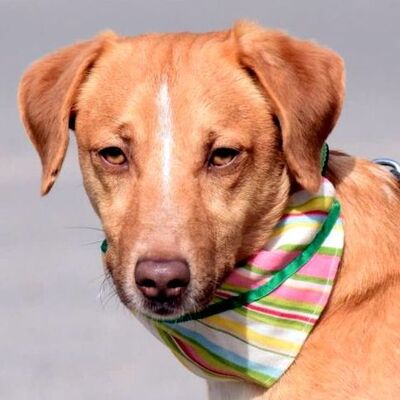 VICENZO - Ubda, Mischling - kastriert - Rüde