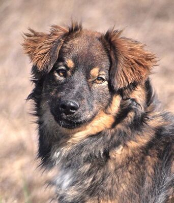 VICKY - R E S E R V I E R T !!!!! ausnehmend liebes Wesen, anhänglich, verschmust, gelehrig, fröhlich, Mischling - Hündin