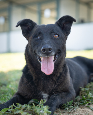 VICKY (einäugig) - gutmütig, verschmust, menschenbezogen, verspielt, Mischling (Video-Link vorhanden) - Hündin