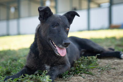 VICKY (einäugig) - gutmütig, verschmust, menschenbezogen, verspielt, Mischling (Video-Link vorhanden) - Hündin