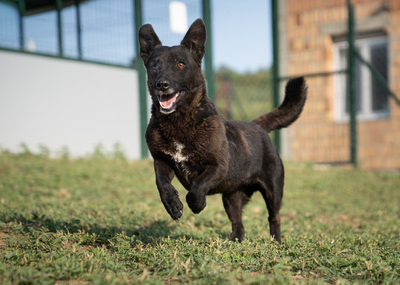 VICKY (einäugig) - gutmütig, verschmust, menschenbezogen, verspielt, Mischling (Video-Link vorhanden) - Hündin