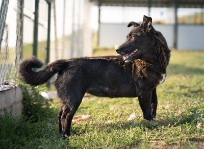 VICKY (einäugig) - gutmütig, verschmust, menschenbezogen, verspielt, Mischling (Video-Link vorhanden) - Hündin