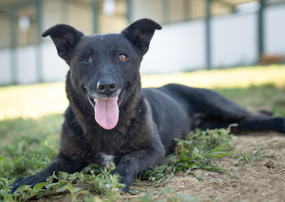 VICKY (einäugig) - gutmütig, verschmust, menschenbezogen, verspielt, Mischling (Video-Link vorhanden) - Hündin