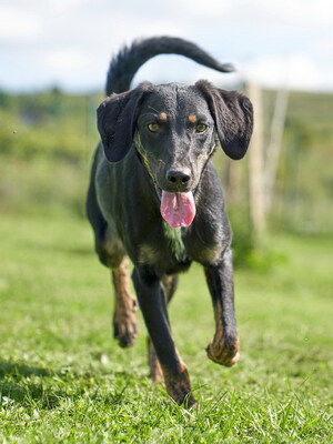 VICTOR - R E S E R V I E R T !!!!! zugänglich, freundlich, gutmütig, aufgeschlossen, fröhlich, bewegungsfreudig, verspielt