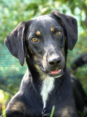 VICTOR - R E S E R V I E R T !!!!! zugänglich, freundlich, gutmütig, aufgeschlossen, fröhlich, bewegungsfreudig, verspielt, Mischling (Video auf HP) - Rüde