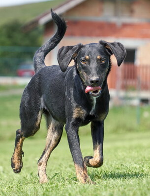 VICTOR - R E S E R V I E R T !!!!! zugänglich, freundlich, gutmütig, aufgeschlossen, fröhlich, bewegungsfreudig, verspielt, Mischling (Video auf HP) - Rüde