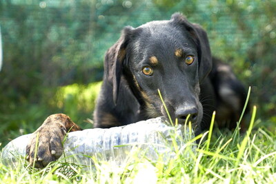 VICTOR - R E S E R V I E R T !!!!! zugänglich, freundlich, gutmütig, aufgeschlossen, fröhlich, bewegungsfreudig, verspielt, Mischling (Video auf HP) - Rüde