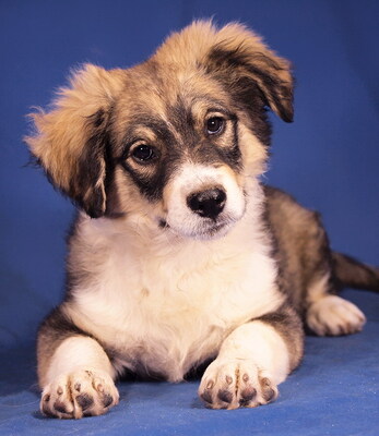 VINCENZO - R E S E R V I E R T !!!!! menschenbezogen und sehr freundlich, lebhaft, verspielt, gelehrig, katzenverträglich, Mischling Welpen - Rüde