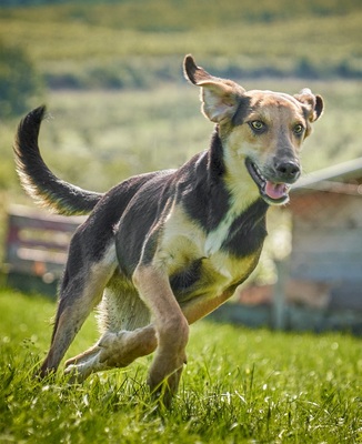 VINO - R E S E R V I E R T !!!!! verspielt, bewegungsfreudig, aufgeschlossen, zutraulich, freundlich, lebenslustig, menschenbezogen, Mischling (Video auf HP) - Rüde