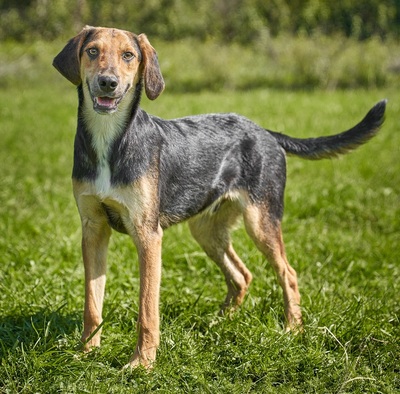 VINO - R E S E R V I E R T !!!!! verspielt, bewegungsfreudig, aufgeschlossen, zutraulich, freundlich, lebenslustig, menschenbezogen, Mischling (Video auf HP) - Rüde