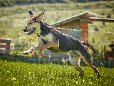 VINO - R E S E R V I E R T !!!!! verspielt, bewegungsfreudig, aufgeschlossen, zutraulich, freundlich, lebenslustig, menschenbezogen, Mischling (Video auf HP) - Rüde