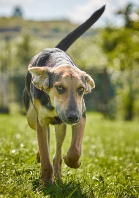 VINO - R E S E R V I E R T !!!!! verspielt, bewegungsfreudig, aufgeschlossen, zutraulich, freundlich, lebenslustig, menschenbezogen, Mischling (Video auf HP) - Rüde