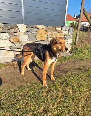 VINO - R E S E R V I E R T !!!!! verspielt, bewegungsfreudig, aufgeschlossen, zutraulich, freundlich, lebenslustig, menschenbezogen, katzenverträglich, Mischling (Video auf HP) - Betreuungsplatz NÖ - Rüde