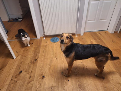 VINO - R E S E R V I E R T !!!!! verspielt, bewegungsfreudig, aufgeschlossen, zutraulich, freundlich, lebenslustig, menschenbezogen, katzenverträglich, Mischling (Video auf HP) - Betreuungsplatz NÖ - Rüde