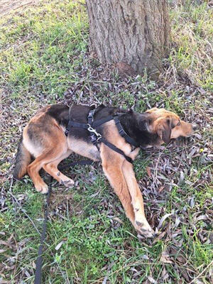 VINO - R E S E R V I E R T !!!!! verspielt, bewegungsfreudig, aufgeschlossen, zutraulich, freundlich, lebenslustig, menschenbezogen, katzenverträglich, Mischling (Video auf HP) - Betreuungsplatz NÖ - Rüde