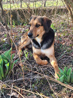 VINO - verspielt, bewegungsfreudig, aufgeschlossen, zutraulich, freundlich, lebenslustig, menschenbezogen, katzenverträglich