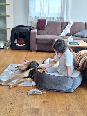 VINO - verspielt, bewegungsfreudig, aufgeschlossen, zutraulich, freundlich, lebenslustig, menschenbezogen, katzenverträglich, Mischling (Video-Link vorhanden) - Betreuungsplatz NÖ - Rüde