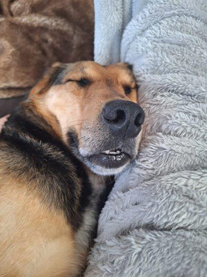 VINO - verspielt, bewegungsfreudig, aufgeschlossen, zutraulich, freundlich, lebenslustig, menschenbezogen, katzenverträglich, Mischling (Video-Link vorhanden) - Betreuungsplatz NÖ - Rüde