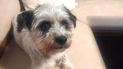 VIOLA Vicky, Yorkie-ShiTzu-Mix - Hündin