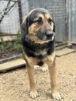 🧔🧡 VITÉZ – aufmerksam, lernwillig, leicht zu motivieren, Schäfer-Mix - Rüde