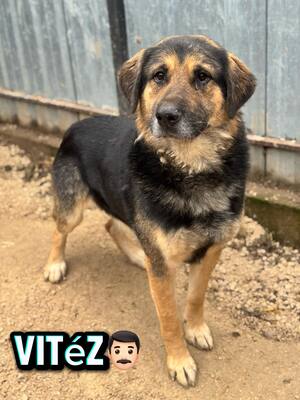 🧔🧡 VITÉZ – aufmerksam, lernwillig, leicht zu motivieren, Schäferhund-Mischling - Rüde