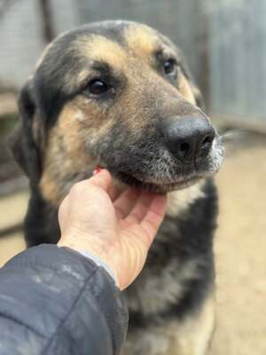 🧔🧡 VITÉZ – aufmerksam, lernwillig, leicht zu motivieren, Schäferhund-Mischling - Rüde