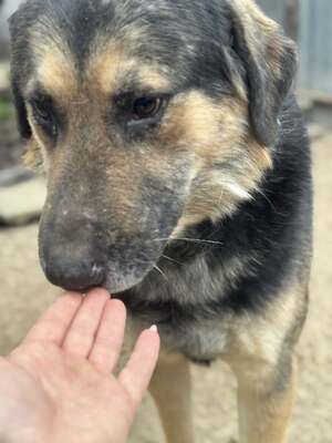 🧔🧡 VITÉZ – aufmerksam, lernwillig, leicht zu motivieren, Schäfermischlings-Rüde - Rüde